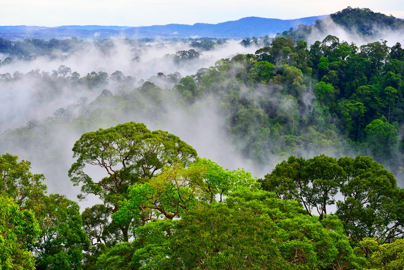 Tìm hiểu đất nước brunei - khu rừng nguyên sinh xinh đẹp